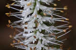 Culver's root